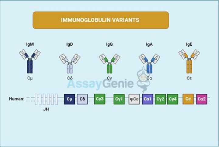 What is immunoglobulin A QN