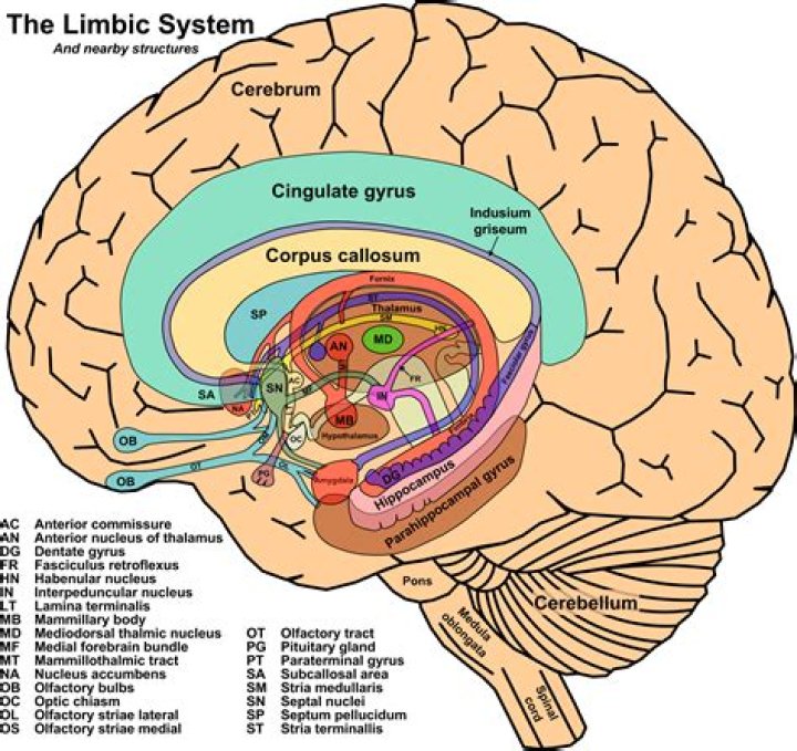 What is in the limbic system