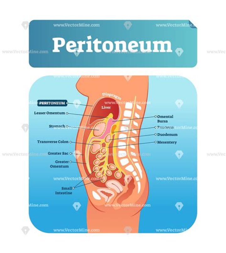 What is in the peritoneal cavity
