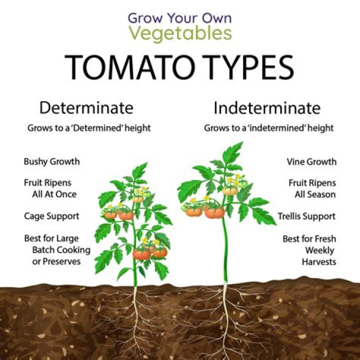 What is indeterminate vines