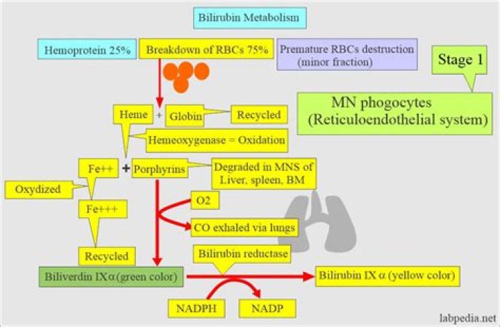 What is iron metabolism disorder