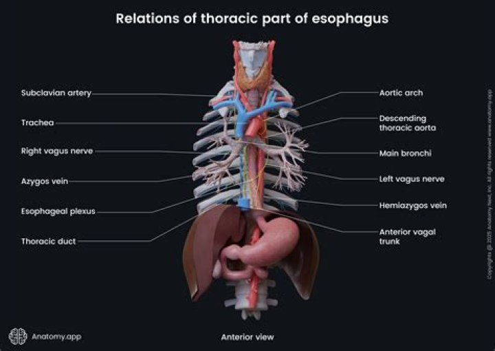 What is it called when your esophagus isnt connected to your stomach