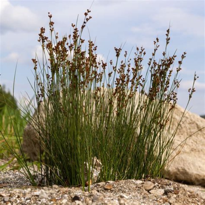 What is juncus grass