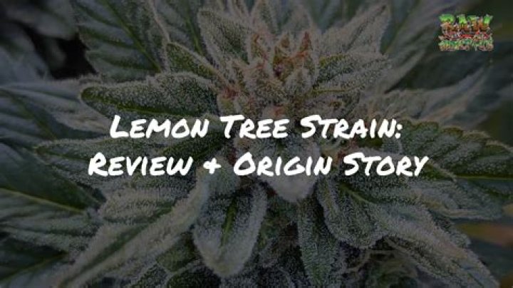 What is Lemon Tree strain good for