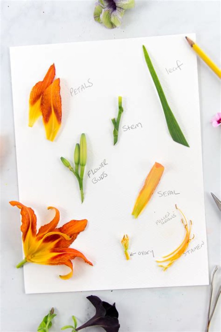 What is Lexikan flower