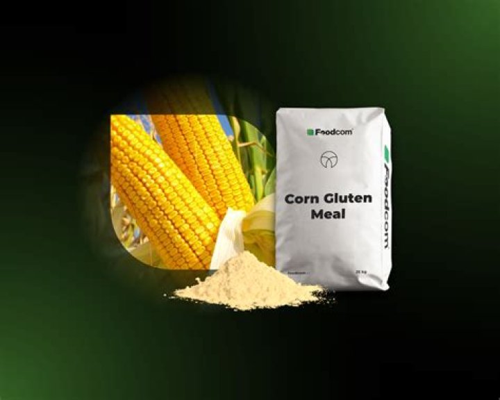 What is maize gluten feed