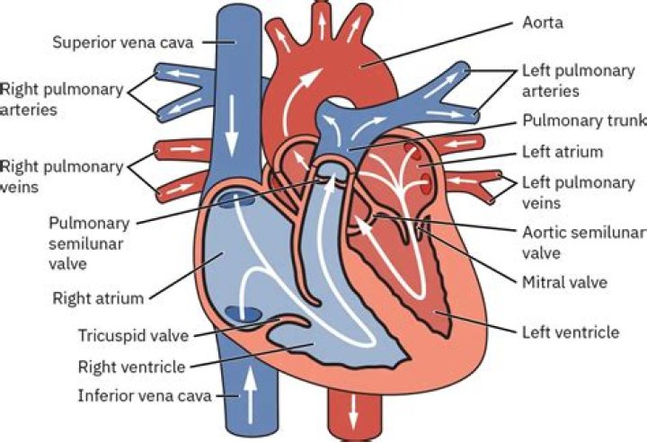 What is meant by Chordae Tendineae