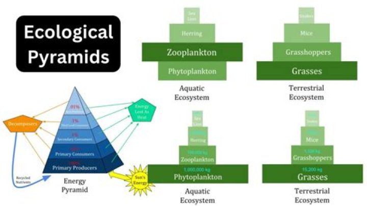 What is meant by ecological ethics