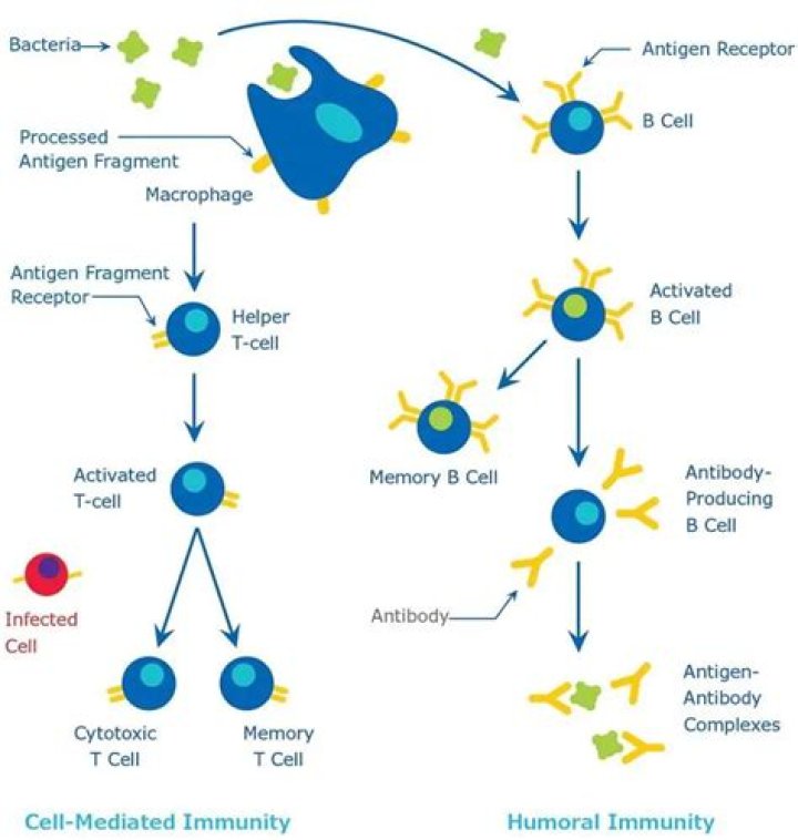 What is meant by humoral and cellular immunity