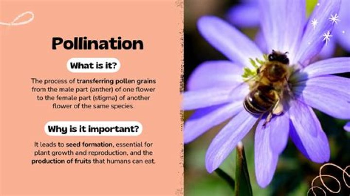 What is meant by insect pollination