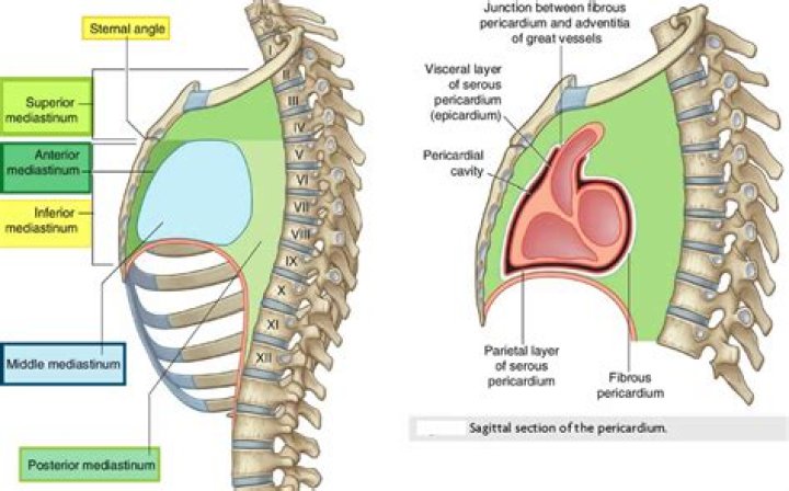 What is mediastinal