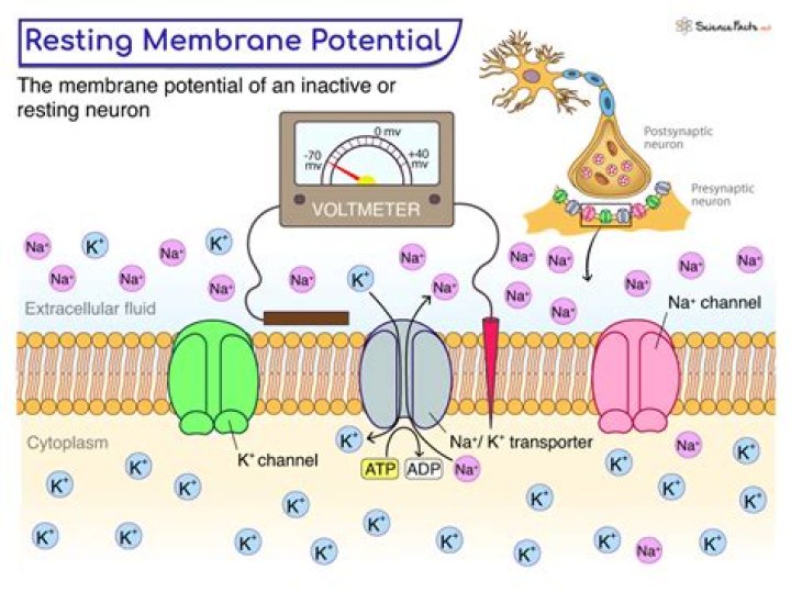 What is membrane potential which side of the membrane is positive