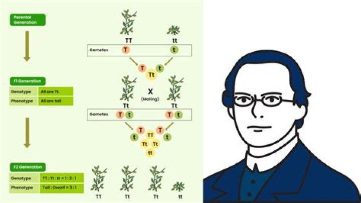 What is Mendelian genetics quizlet