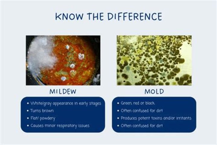 What is mildew fungus