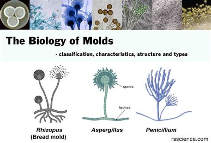 What is mold and fungi