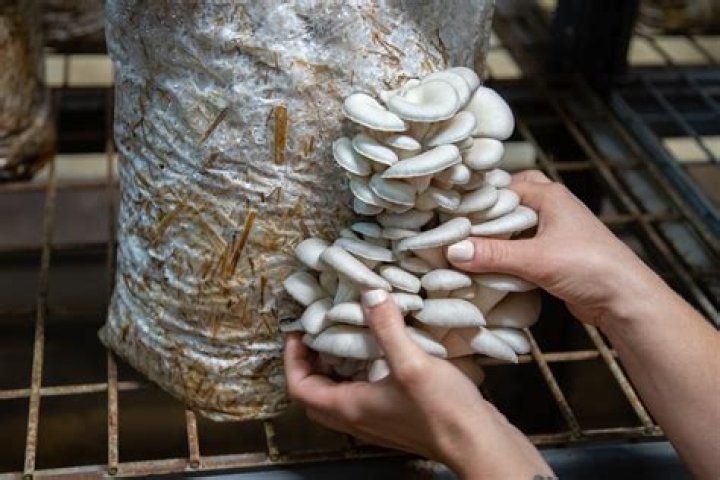 What is mushroom mold