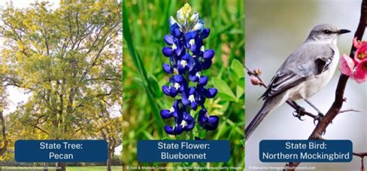 What is NC State bird flower and tree