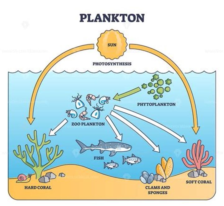 What is Nekton plankton and benthos