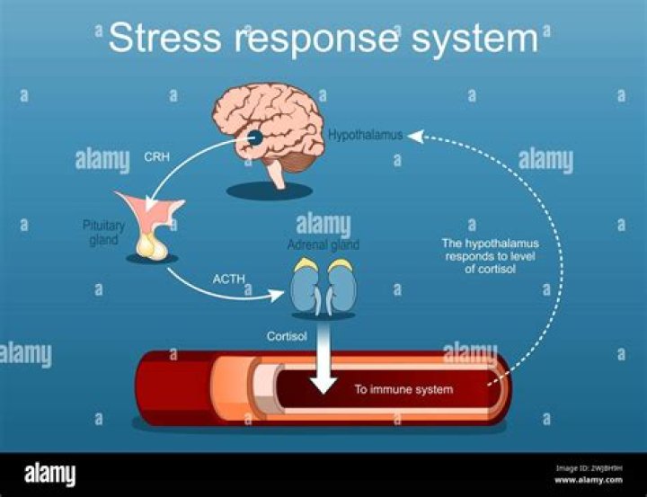 What is normal stress response
