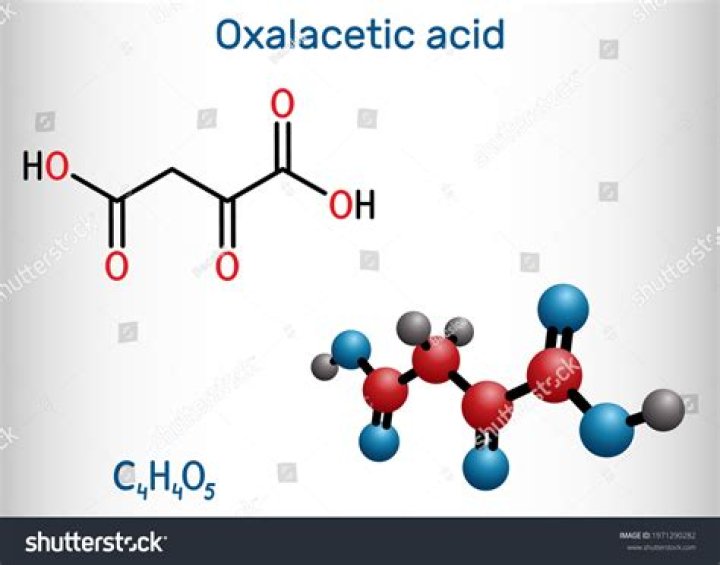What is Oxaloacetate in biology