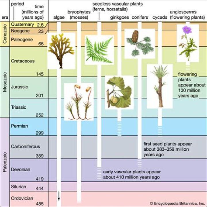 What is paleobotany and what significance does this field have to our understanding of plants