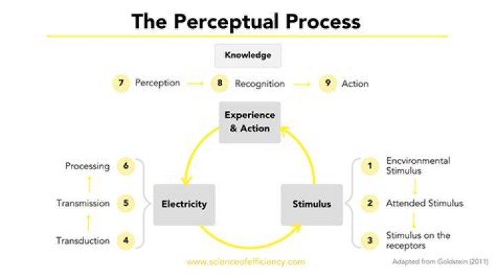 What is perceptual learning style