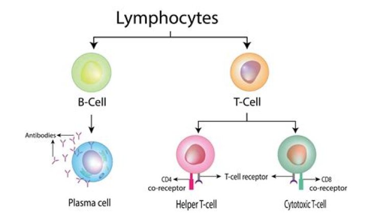 What is positive and negative selection of T lymphocytes