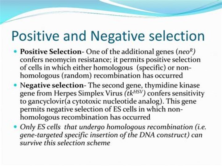 What is positive selection and negative selection
