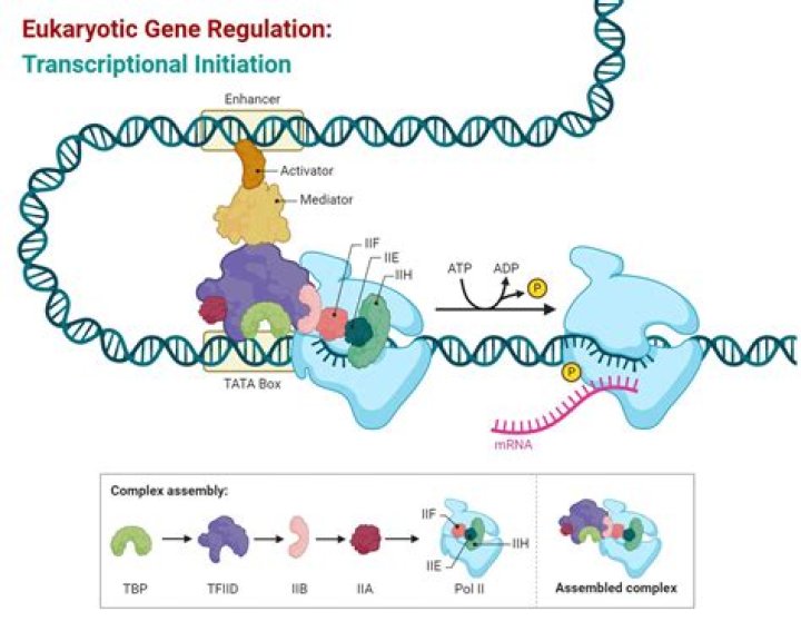 What is post transcriptional regulation of gene expression