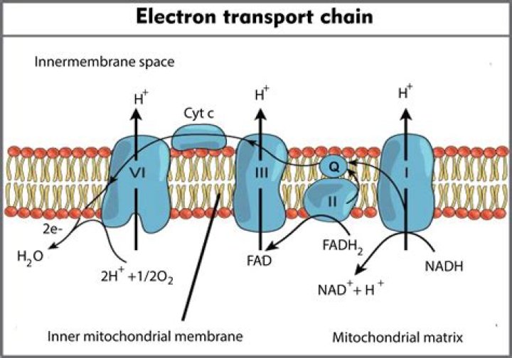 What is produced in the electron transport chain