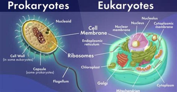 What is prokaryotic and eukaryotic