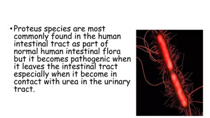 What is Proteus infection