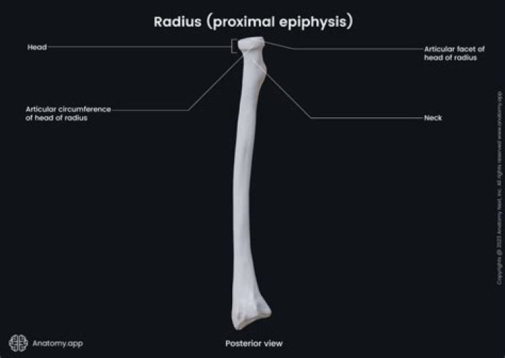 What is proximal to the radius