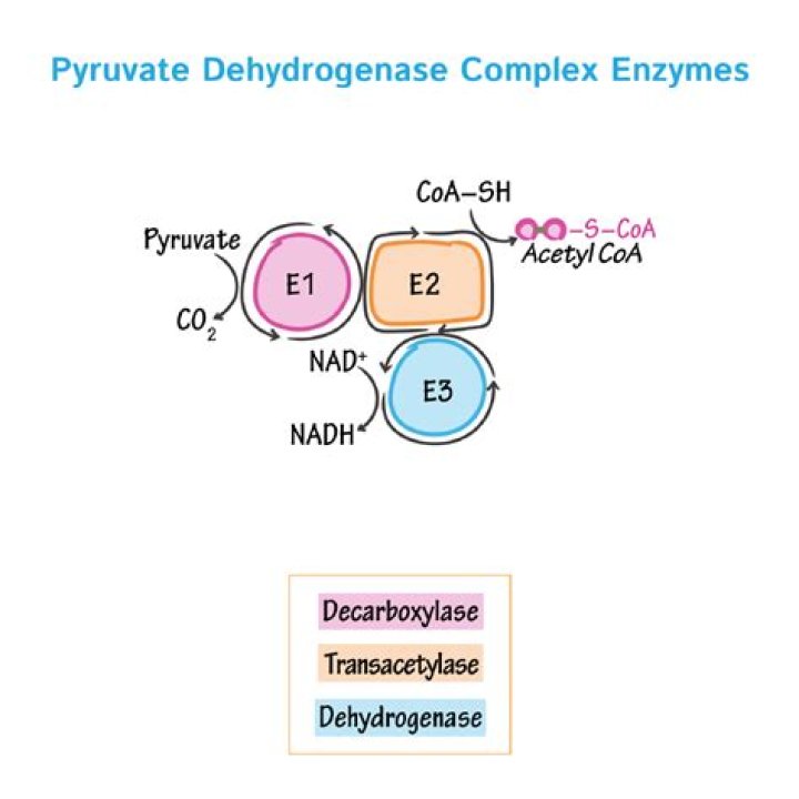 What is pyruvate dehydrogenase complex inhibited by
