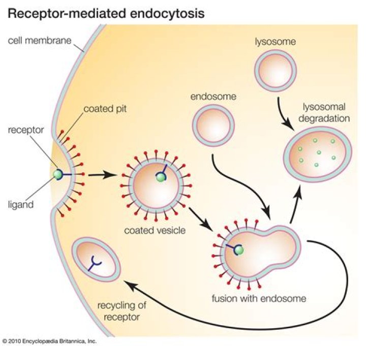 What is receptor in biology