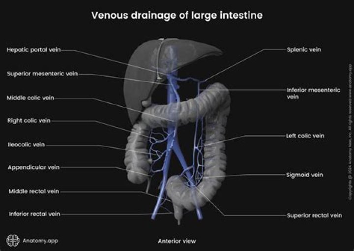What is rectal vein