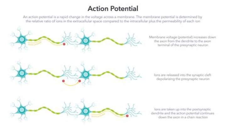 What is released during a motor neuron action potential