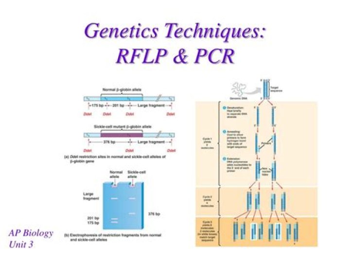 What is RFLP PCR