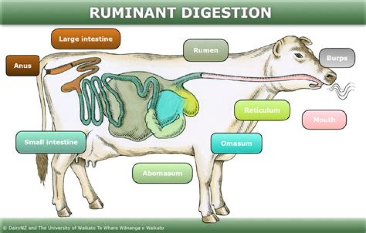 What is ruminants production