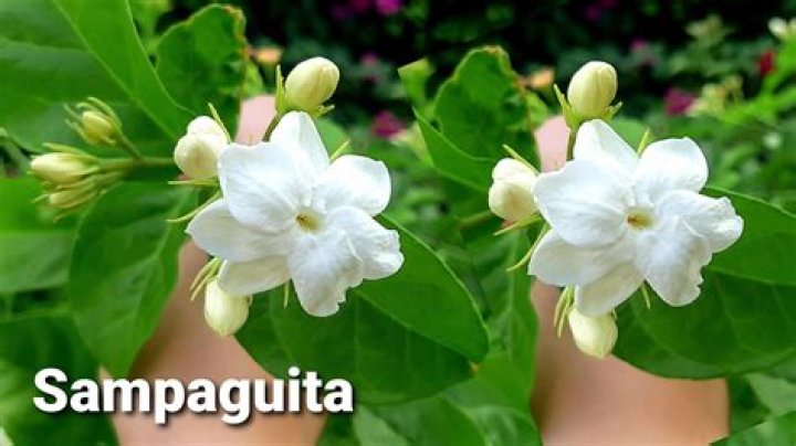What is Sampaguita flower in English