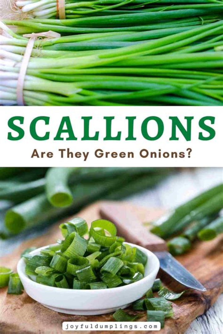 What is scallions look like