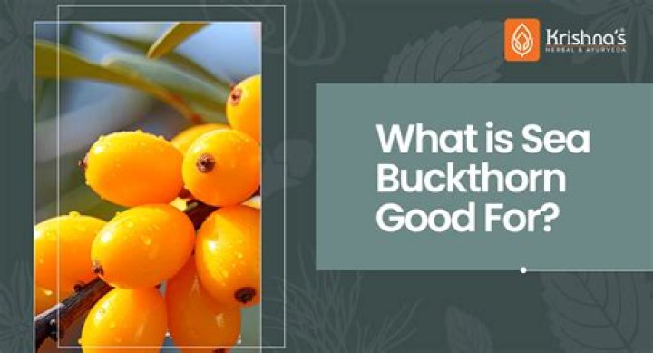 What is sea berry fruit