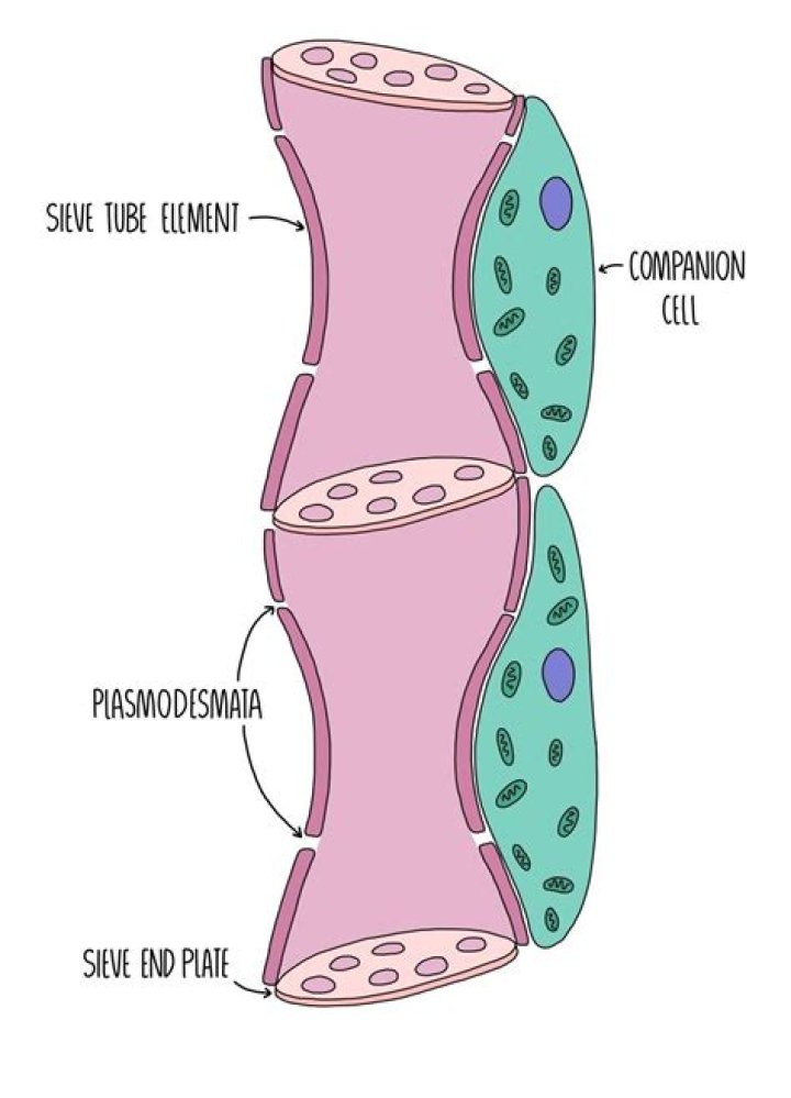What is sieve tube in biology