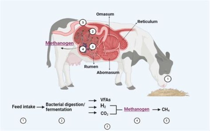 What is small ruminant production