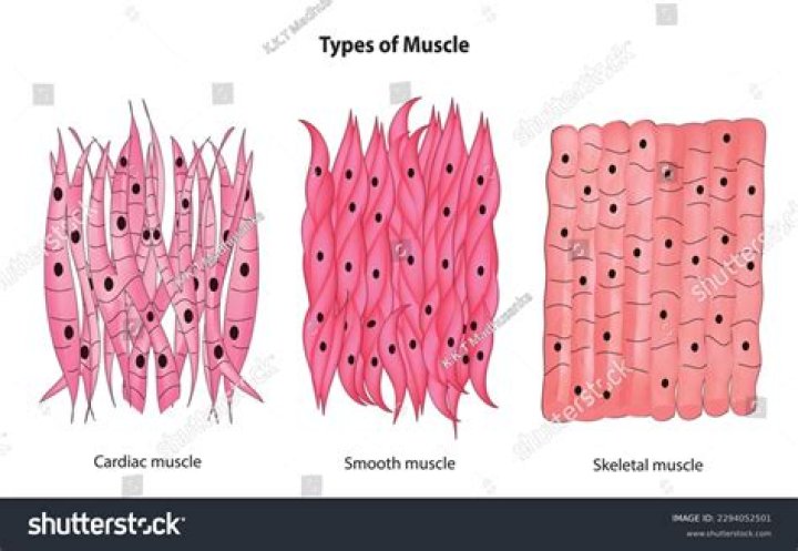 What is smooth muscle tissue made up of