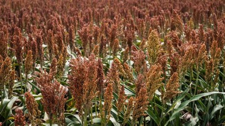 What is sorghum plant used for