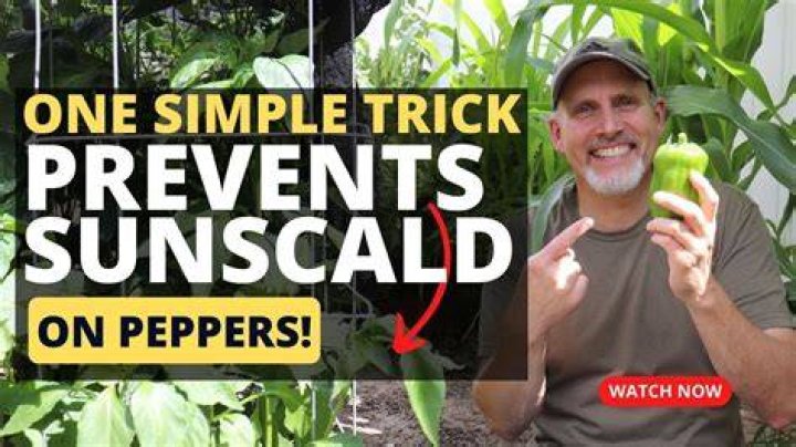 What is sunscald on Peppers