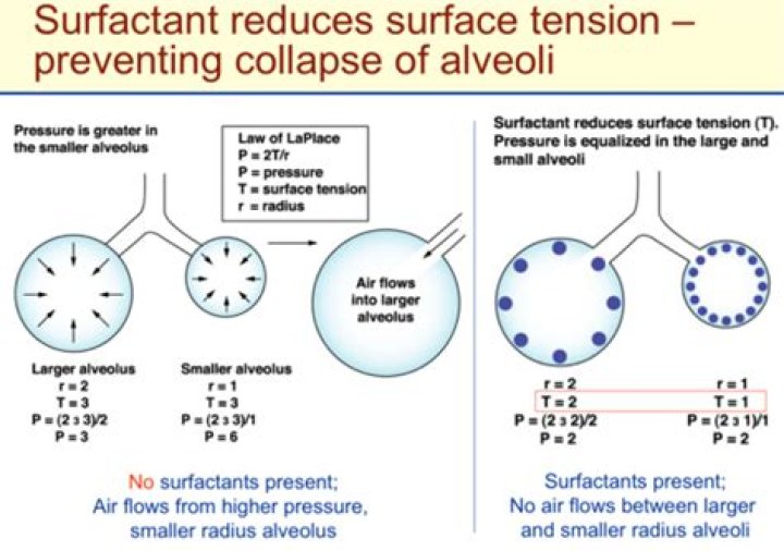 What is surface tension in alveoli