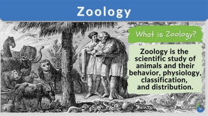 What is swarming in zoology