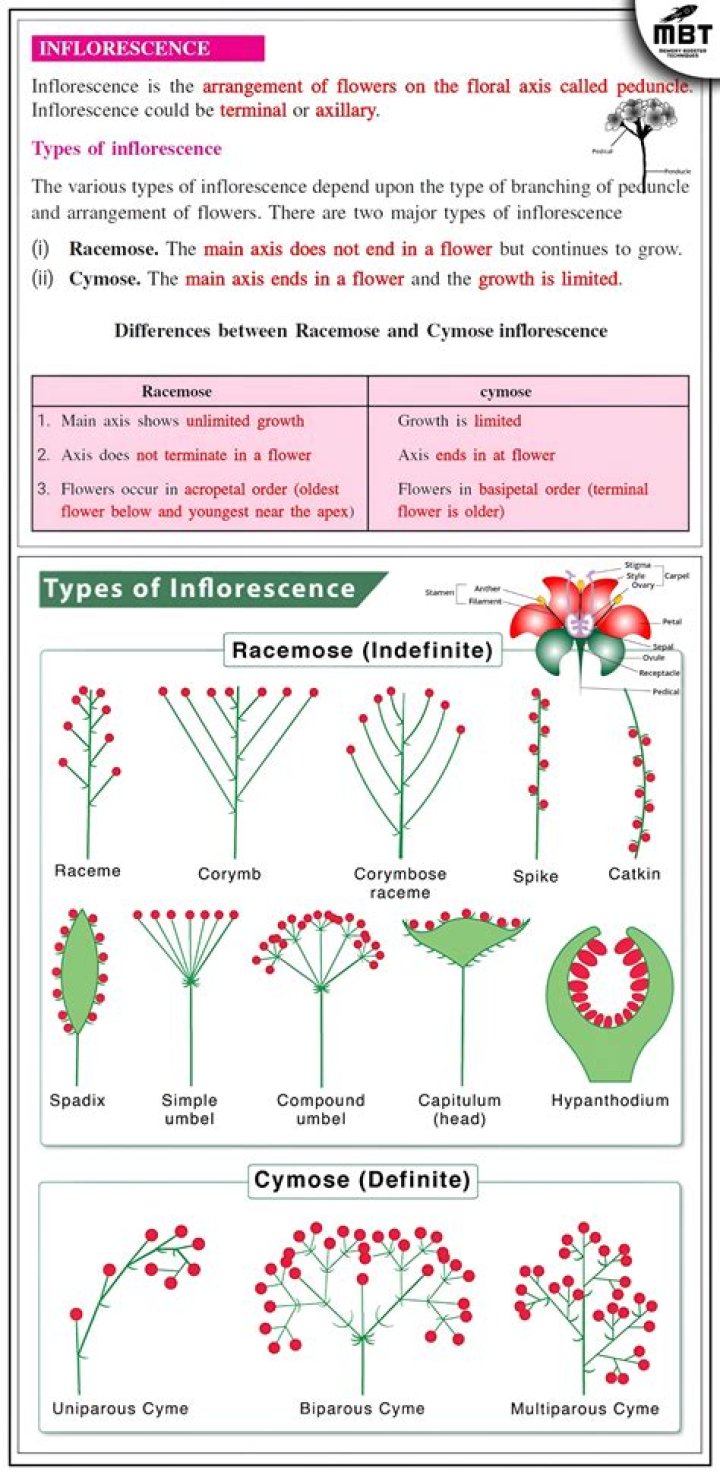 What is terminal inflorescence